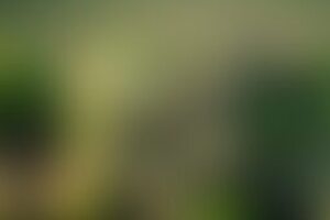 Фотография квеста В поисках секретного ингредиента от компании Мистика (Фото 1)