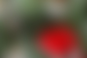 Фотография ролевого квеста Новогоднее преступление, или Кто похитил посох Деда Мороза от компании УралФАНмонтаж (Фото 1)